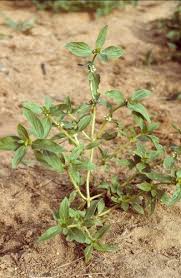 Image result for Mitracarpus