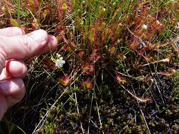 Image result for Droseraceae