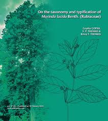 Image result for Morinda lucida