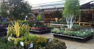 Squires Garden Centre Twickenham Trees Shrubs Herbaceous Perennials Garden Center Displays Garden Center Herbaceous Perennials