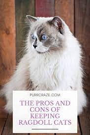 The Pros And Cons Of Keeping Ragdoll Cats Purr Craze