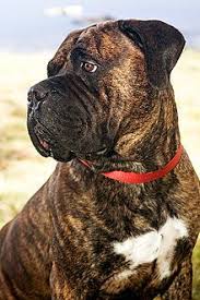 Bullmastiff Wikipedia The Free Encyclopedia Bull Mastiff Baby Dogs Dogs