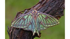 El hábitat de graellsia isabelae o actias isabellae se encuentra en los pinares, preferentemente los de pino silvestre, pinus sylvestris, y pino laricio, pinus nigra, hasta los 1.800 metros de altitud. Gottes Vollkommenheit Der Isabellenspinner Graellsia Isabellae Entoshop Ch Jurg Sommerhalder