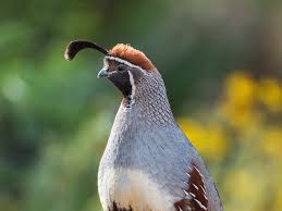 Image result for quail