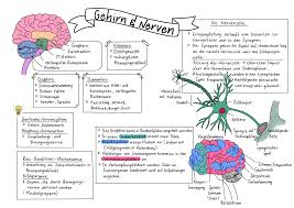 Sketchnote Nerven Und Gehirn Unterrichtsmaterial Im Fach Biologie In 2020 Biologie Unterrichten Anatomie Lernen Ausbildung Altenpflege