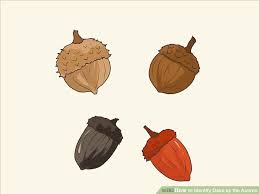 how to identify oaks by the acorns 13 steps with pictures