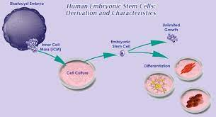 Basic Stem Cell Facts International Stem Cell Registry At Umass Medical School