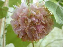 Image result for Dombeya lastii
