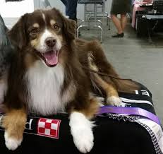 This attractive dining set, which is available in our attractive, fade resistant colors, comes with 4 txd100 monterey bay side chairs, 2 txd200 monterey bay arm chairs and a txnct3772 yacht club 37 in. Westminster Dog Show Will Include Several Pups From Pennsylvania Pennlive Com