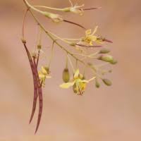 Image result for Parkinsonia africana