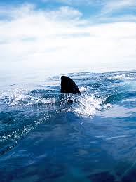 12-Year-Old Boy Suffers Possible Shark Attack at Florida Beach: 'Blood Was  Dripping' From His Ankle, Witness Says