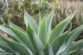 Image result for Agavaceae