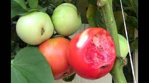 See full list on greenupside.com How To Keep Birds From Eating Your Tomatoes Youtube