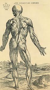 Start learning from the best resource! Back Of Male Human Body Anatomical Drawing By Vintage Design Pics