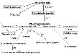 Check spelling or type a new query. Biomolecules Free Full Text Meristem Plant Cells As A Sustainable Source Of Redox Actives For Skin Rejuvenation Html