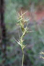 Image result for Cymbopogon nardus