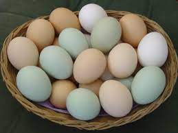 Ayam petelur terbagi atas beberapa jenis, yang membedakan dari beberapa jenis tersebut adalah kualitas ayam serta banyaknya jumlah produktifitas telur. Pengertian Telur Lengkap Beserta Jenis Cara Memilih Manfaat Dan Penyimpanannya Watonsinau Work