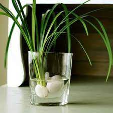 Acanto spinoso (acanthus spinosus) vaso ø14cm. Vasi Con Fiori E Piante Acquatiche Piante Da Interno Piante Acquatiche Piante
