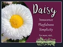 Pin On Daisy