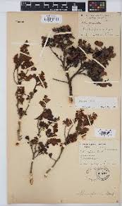 Image result for Searsia nebulosa