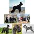 Giant Schnauzer - Wikipedia