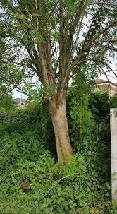 Internet buat penyedia bermacam berita yang melimpah pasti harus kita gunakan. Pokok Gemunggal Banyak Khasiat S2 Khazanah Teras Kayu Facebook