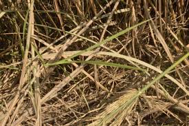 Image result for Phragmites karka