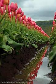 Awesome Nature Photography Moon Sun Ice Mountains صور للطبيعه الخلابه صور فنيه صور طبيعيه صور جبال صور ث Tulips Love Flowers Tulip Fields