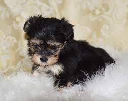 Check spelling or type a new query. Yorkie Morkie Baby Face For Sale In Miami Florida Classified Americanlisted Com