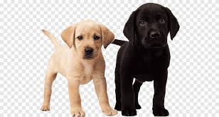 As well, once a litter is born and we reach your position on the waiting list we will email you a picture of the puppies and the parents for you to decide if you want to move into that litter and take one of the puppies, or, you can. Labrador Retriever Puppy Dalmatian Dog Golden Retriever Labrador Dog Mammal Carnivoran Png Pngegg
