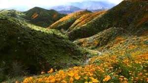 You provided me with the greatest service i've had in a while. How To See California S Super Bloom Conde Nast Traveler