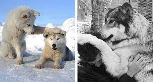 However, if you would like to add this aspect as well, you can dress like your favorite wolf character or wear things in plain earthy shades or things with nature patterns on them. 29 Cute Wolf Pictures That Will Melt Your Heart A Little