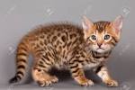 Silver Bengal Cats & Kittens for Sale 🐱 | Wild & Sweet Bengals