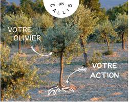 Devenir Co Producteur D Un Olivier Dans Le Luberon Ca Vous Tente Jus D Olive