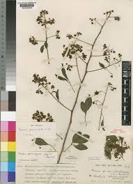 Image result for Maerua paniculata