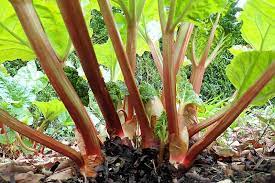 We did not find results for: 13 Of The Best Rhubarb Varieties Gardener S Path