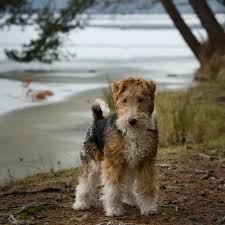 Image result for foxterier drsnosrstý