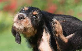 Maybe you would like to learn more about one of these? 5 Signs Your Dog Has Food Allergies Canine Campus Dog Daycare Boarding