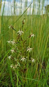 Image result for Habenaria nyikana