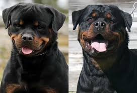 We did not find results for: Giant Rottweiler Puppies For Sale Online Shopping