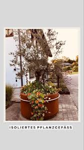 Mediterrane Stimmung Im Eigenem Garten Olivenbaum Mediterranepflanzen Cortenstahl Pflanzen Mediterrane Pflanzen Pflanzgefasse