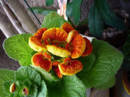 Image result for Calceolariaceae