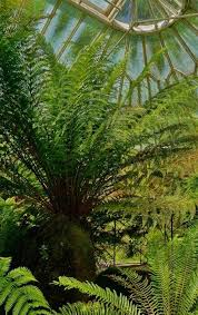 Image result for Todea