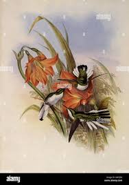 Image result for Caucanthus auriculatus