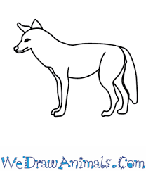 You can also use a pen, marker, crayons, or any other drawing materials you may have. How To Draw A Coyote