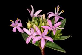 Image result for Otiophora pauciflora