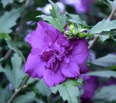 Shop online at qvc.com for cottage farms. Cottage Farms Direct On Twitter Phillip Watson And Qvc Today At 6pm Est Time Just In Time For A Smoothie A Blueberry Smoothie Rose Of Sharon Tree Pollinators Https T Co Lqnjymtc0f