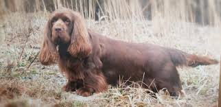 Image result for sussex španěl