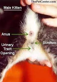 How To Tell The Gender Of My Kitten Quora
