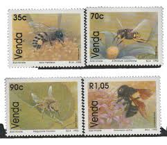 Image result for Platycoryne crocea